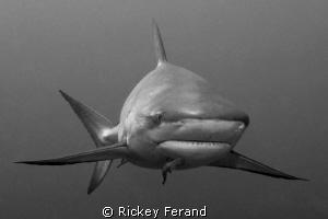 B/W Caribbean Reef Shark by Rickey Ferand 